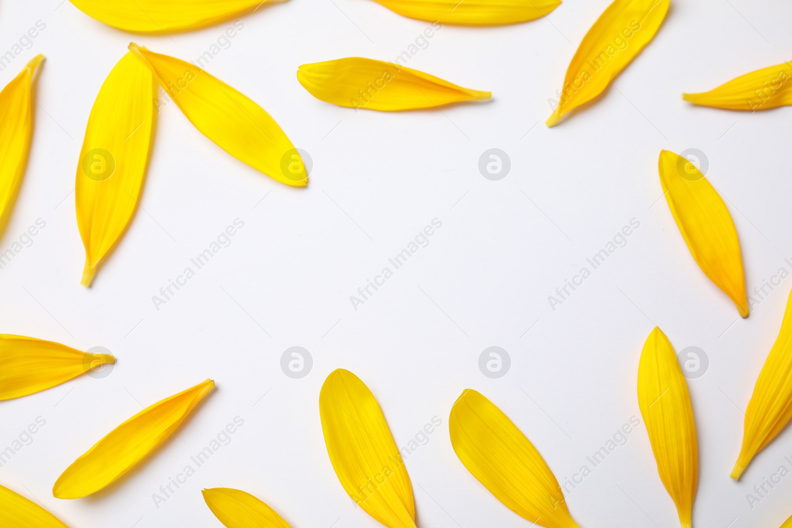 Photo of Fresh yellow sunflower petals isolated on white, top view