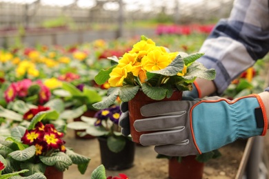 Photo of Woman taking care of blooming flowers in greenhouse, closeup with space for text. Home gardening