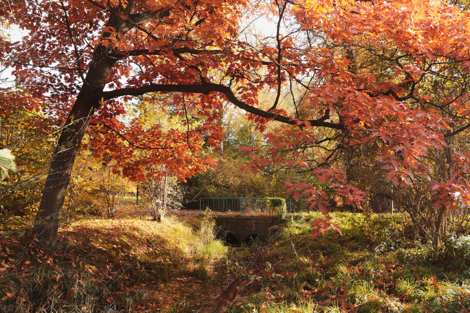 Photo of Picturesque view of park with beautiful trees. Autumn season