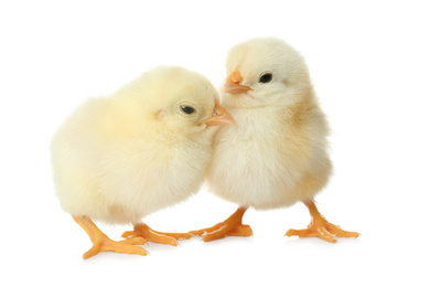 Photo of Cute fluffy baby chickens on white background. Farm animals