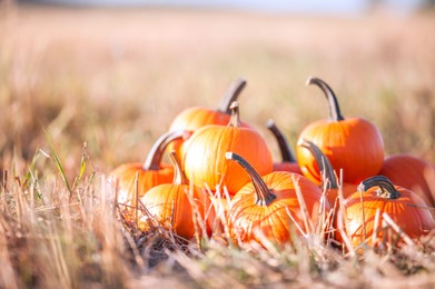 Many ripe orange pumpkins in field, space for text