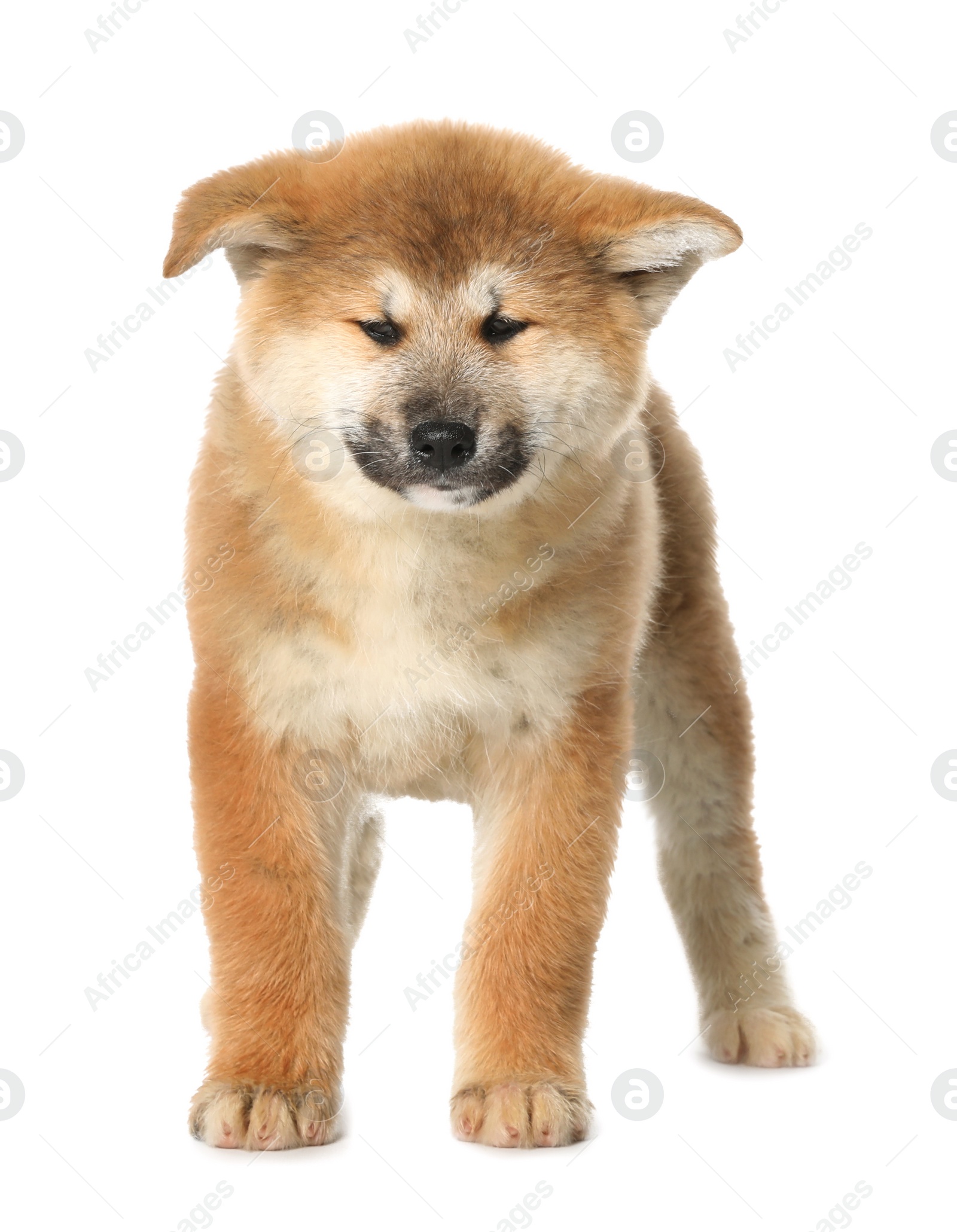 Photo of Cute Akita Inu puppy on white background. Baby animal