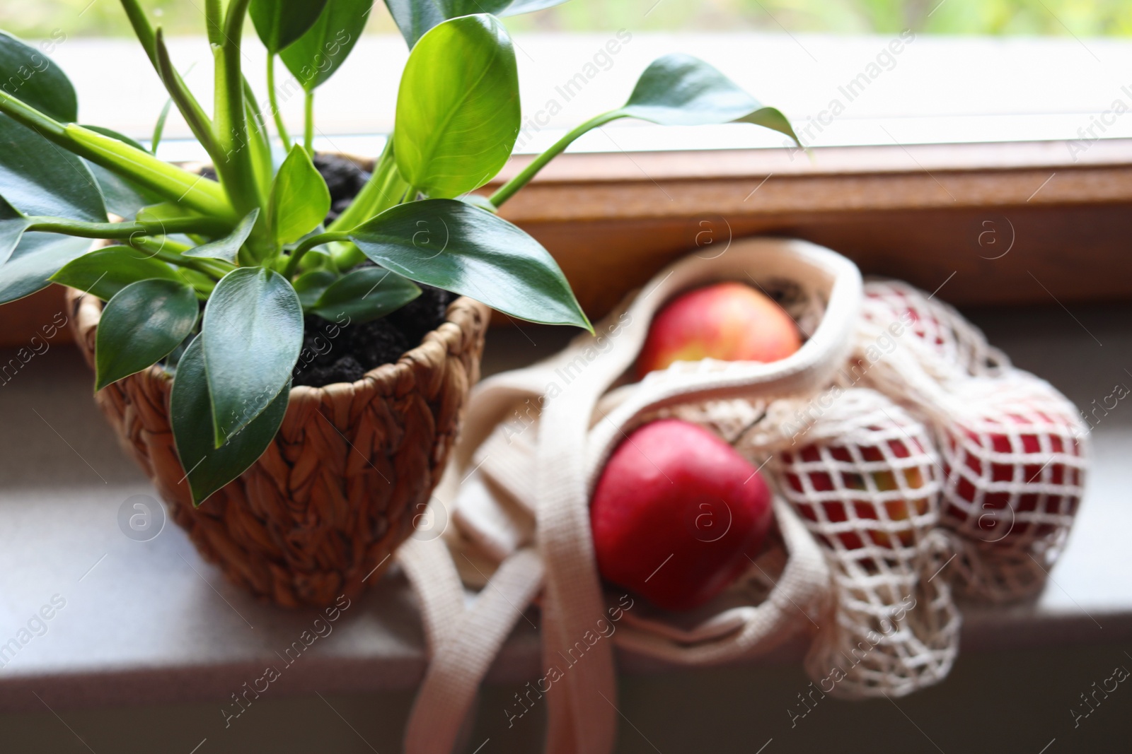 Photo of Beautiful green houseplant in pot and mesh bag with apples on windowsill, closeup