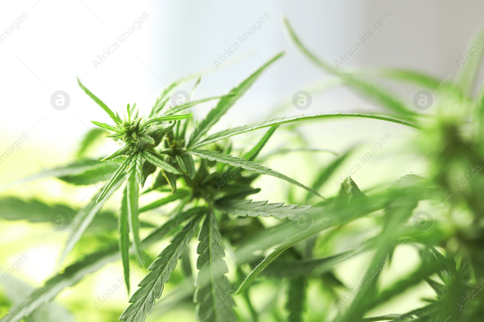 Photo of Green organic hemp on blurred background, closeup