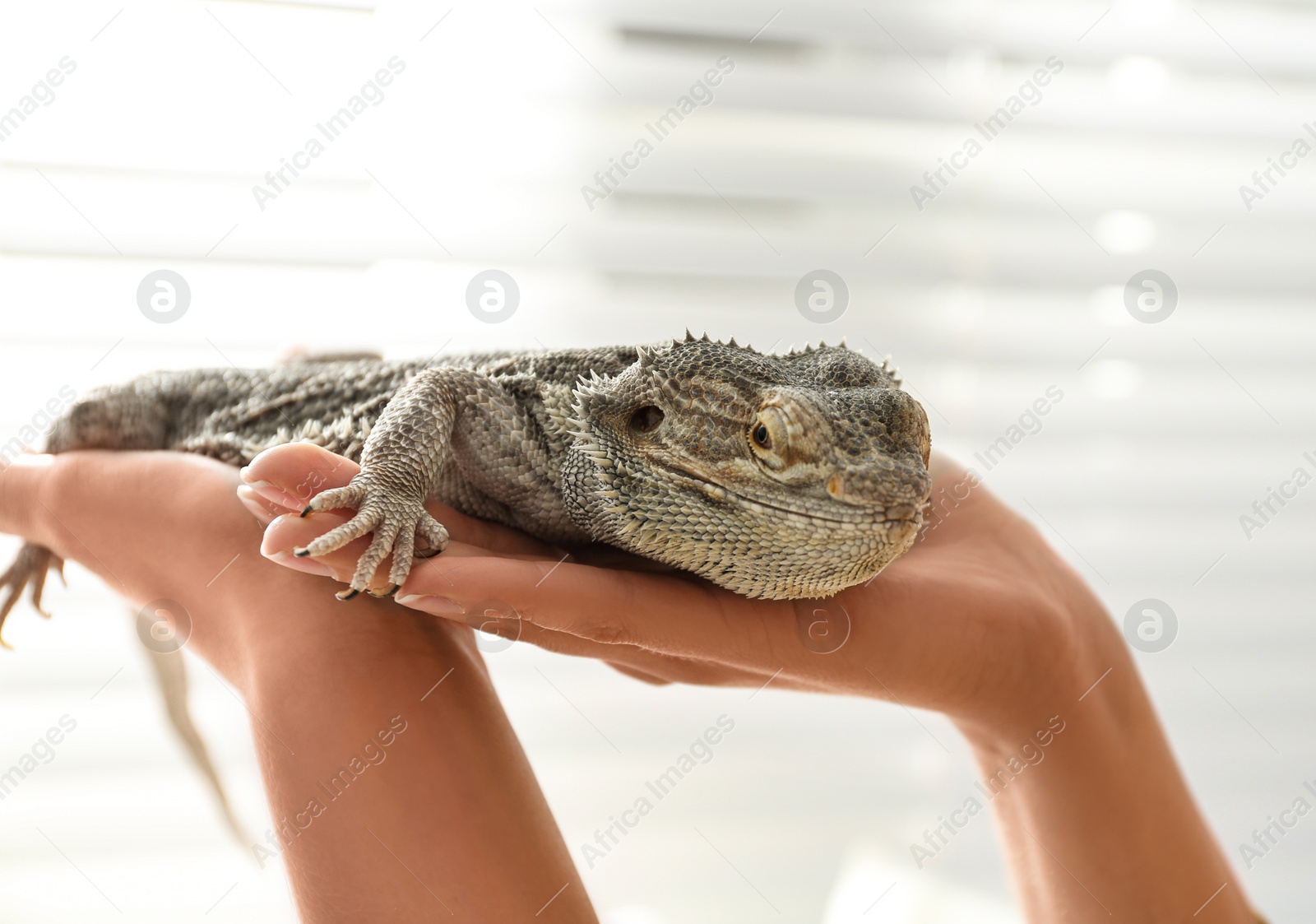 Photo of Young woman with bearded lizard at home, closeup. Exotic pet