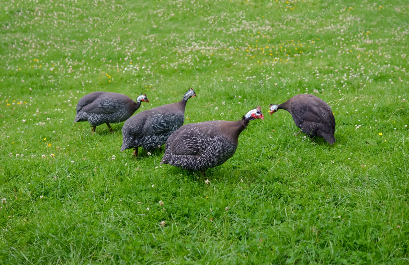 Photo of Many guinea fowls grazing on green grass