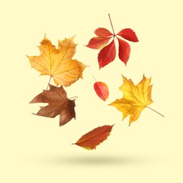 Image of Different autumn leaves falling on beige background