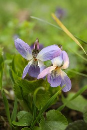Photo of Beautiful wild violets blooming in forest. Spring flowers