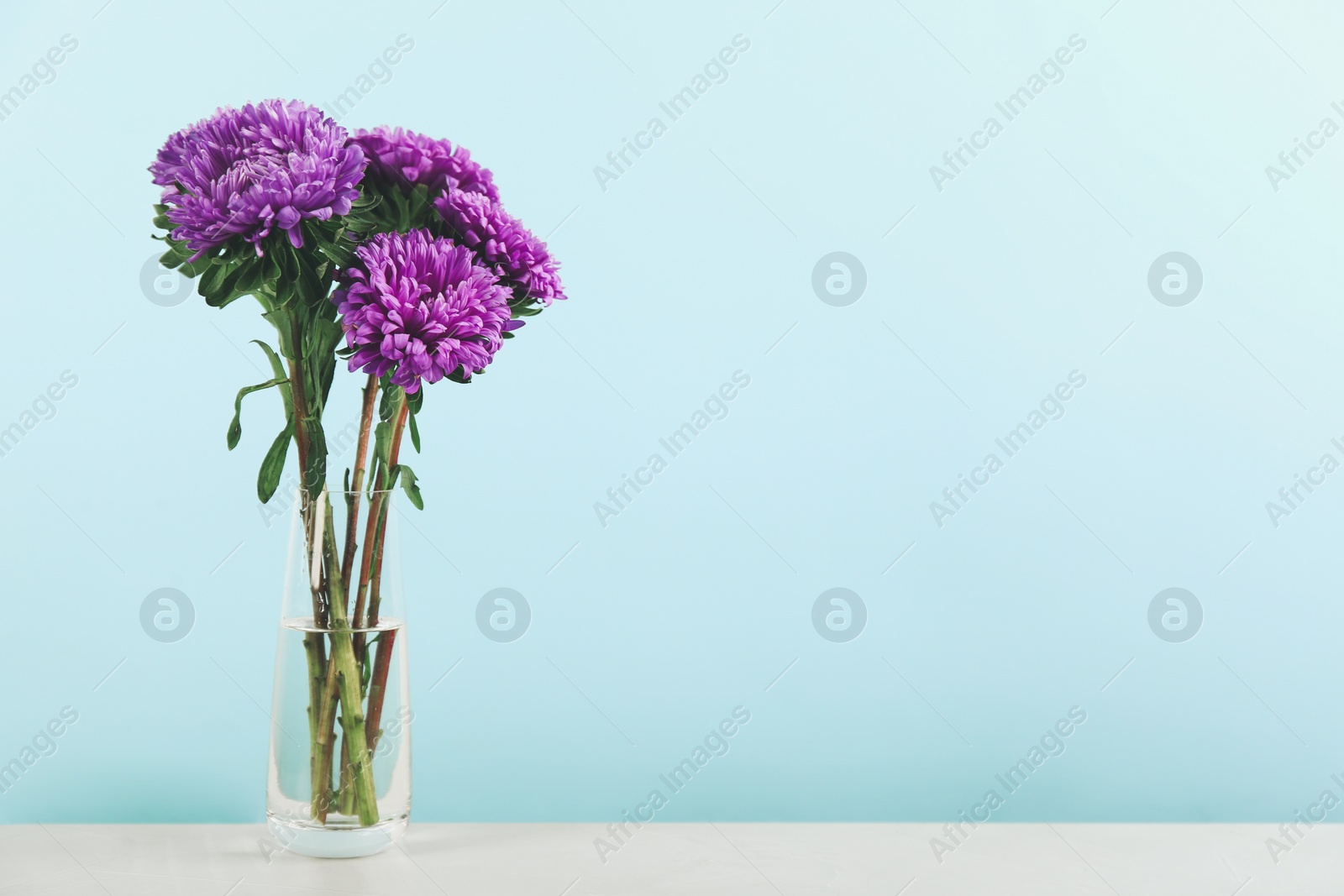 Photo of Beautiful asters in vase on table against light blue background, space for text. Autumn flowers