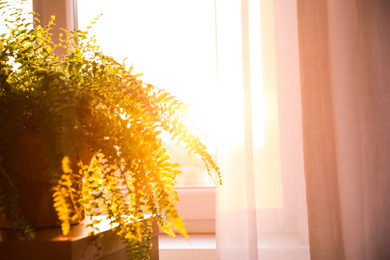 Photo of Fern plant on table at home, closeup. Space for text