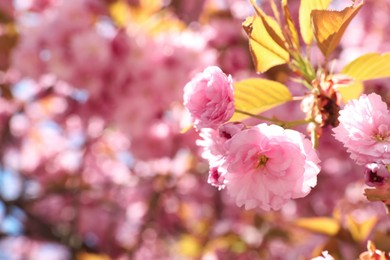 Beautiful blooming sakura outdoors on sunny spring day, closeup. Space for text