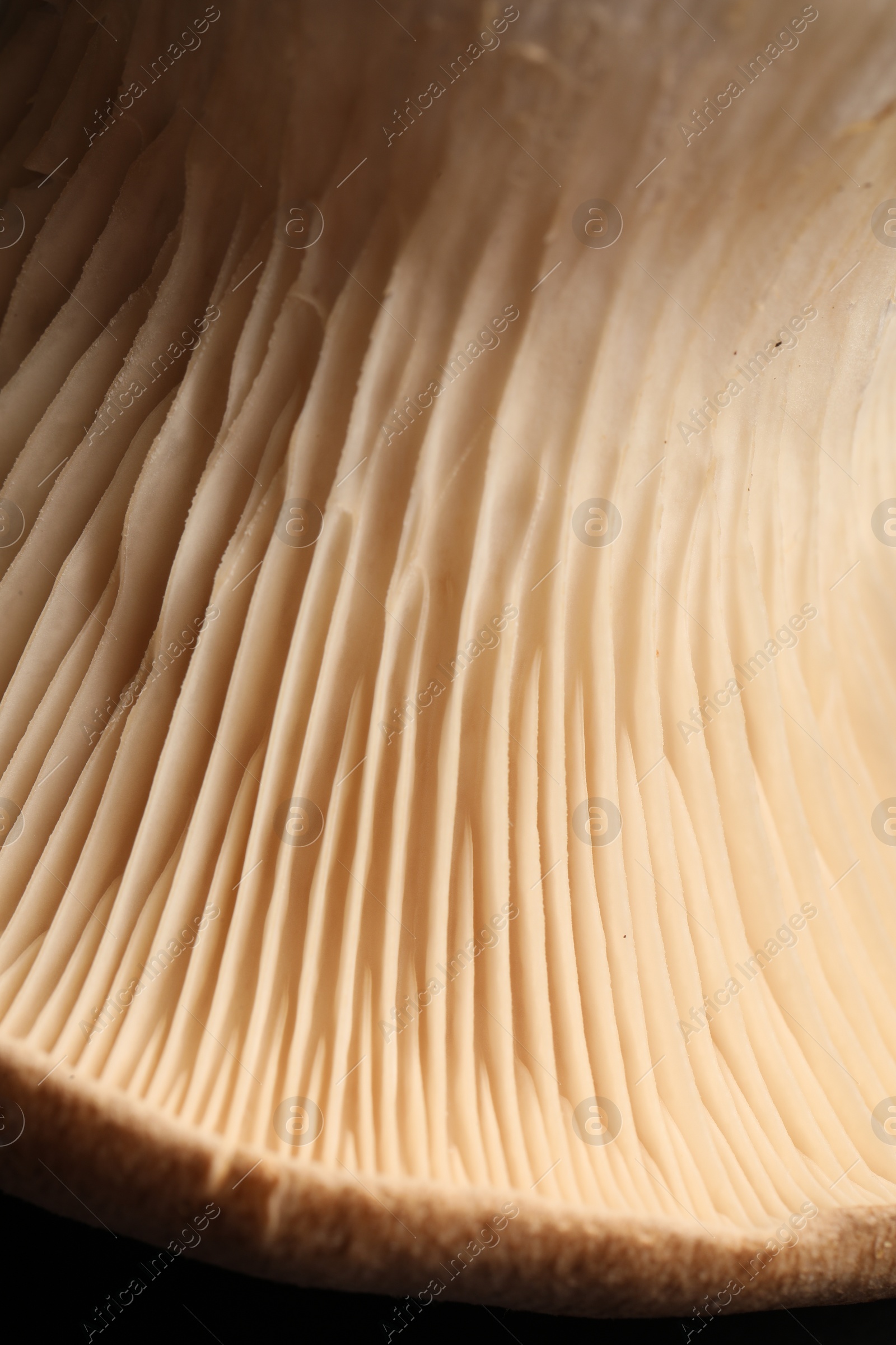 Photo of Macro photo of oyster mushroom on black background