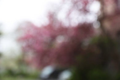 Photo of Blurred view of beautiful blossoming tree outdoors. Bokeh effect