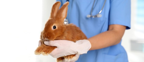 Image of Professional veterinarian with bunny in clinic, closeup. Banner design