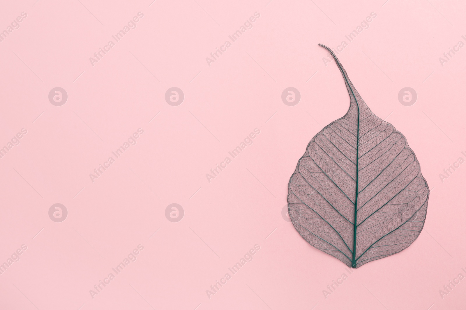 Photo of Beautiful decorative skeleton leaf and space for text on color background, top view