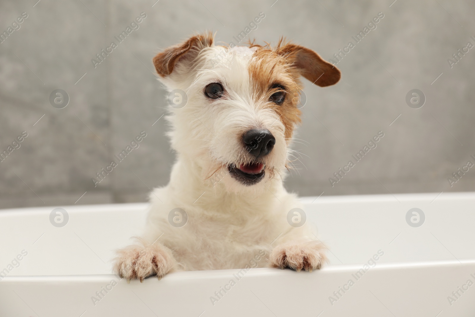 Photo of Portrait of cute dog with shampoo foam on head in bath tub indoors