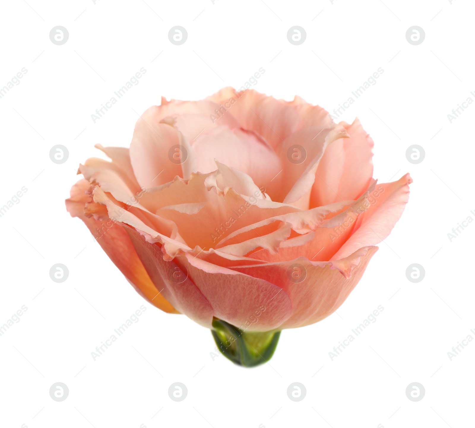 Photo of Beautiful fresh Eustoma flower on white background