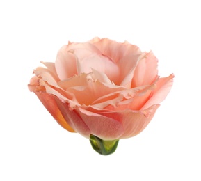 Photo of Beautiful fresh Eustoma flower on white background