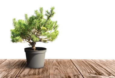 Image of Beautiful bonsai tree in pot on wooden table against white background