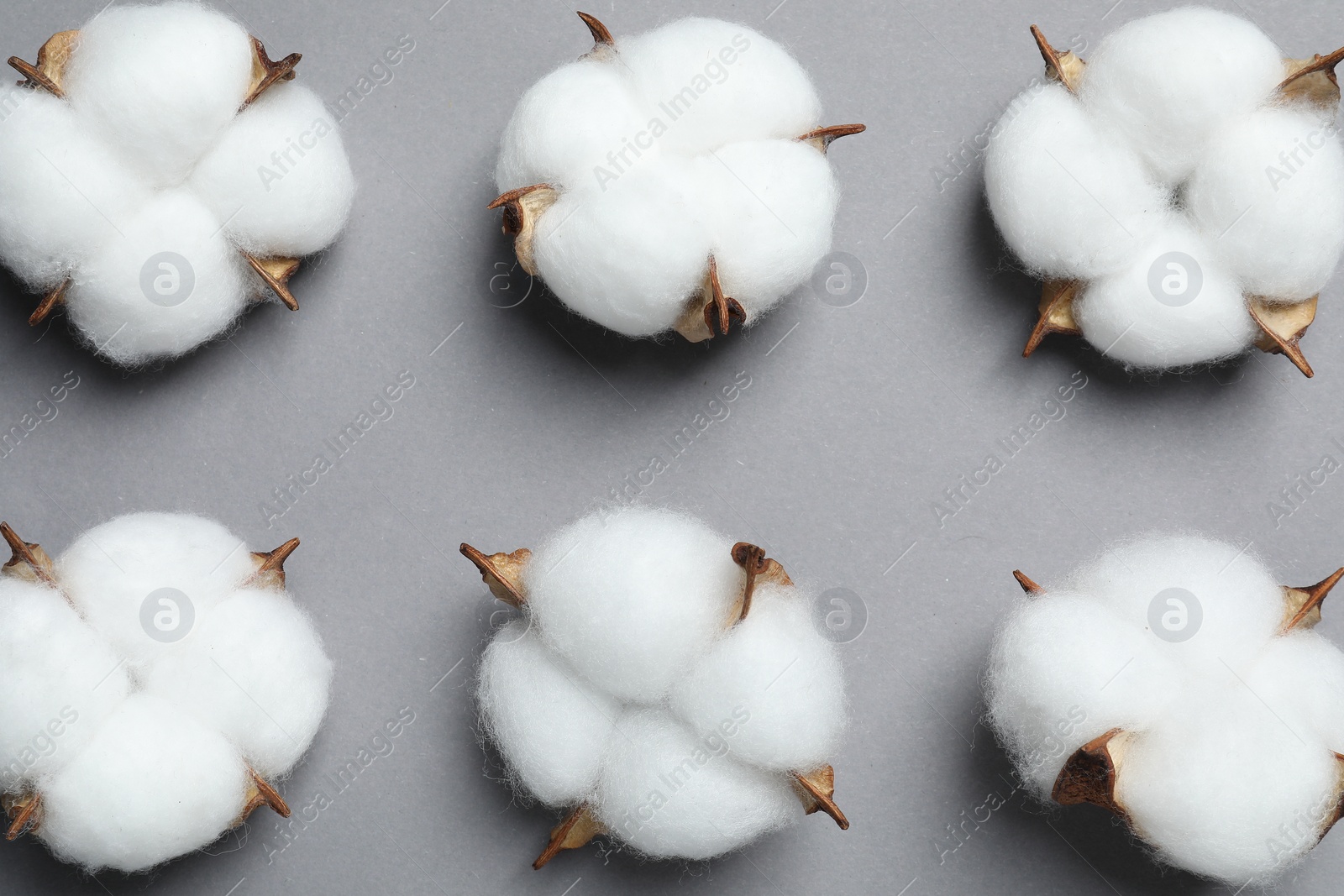 Photo of Fluffy cotton flowers on grey background, flat lay