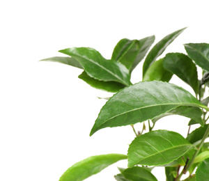 Photo of Green leaves of tea plant on white background