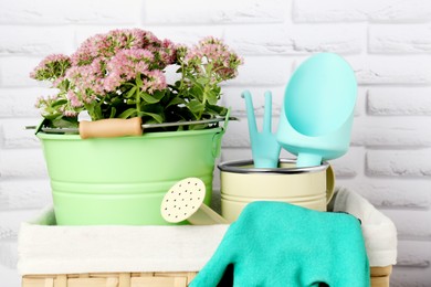 Basket with watering can, gardening tools and beautiful plant near white brick wall