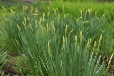 Beautiful unopened daffodils outdoors on spring day