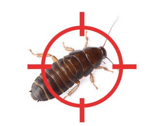 Image of Cockroach with red target symbol on white background. Pest control