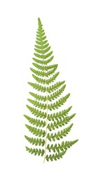 Photo of Dried fern leaves on white background, top view