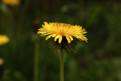 Photo of Beautiful yellow dandelion growing outdoors, closeup view