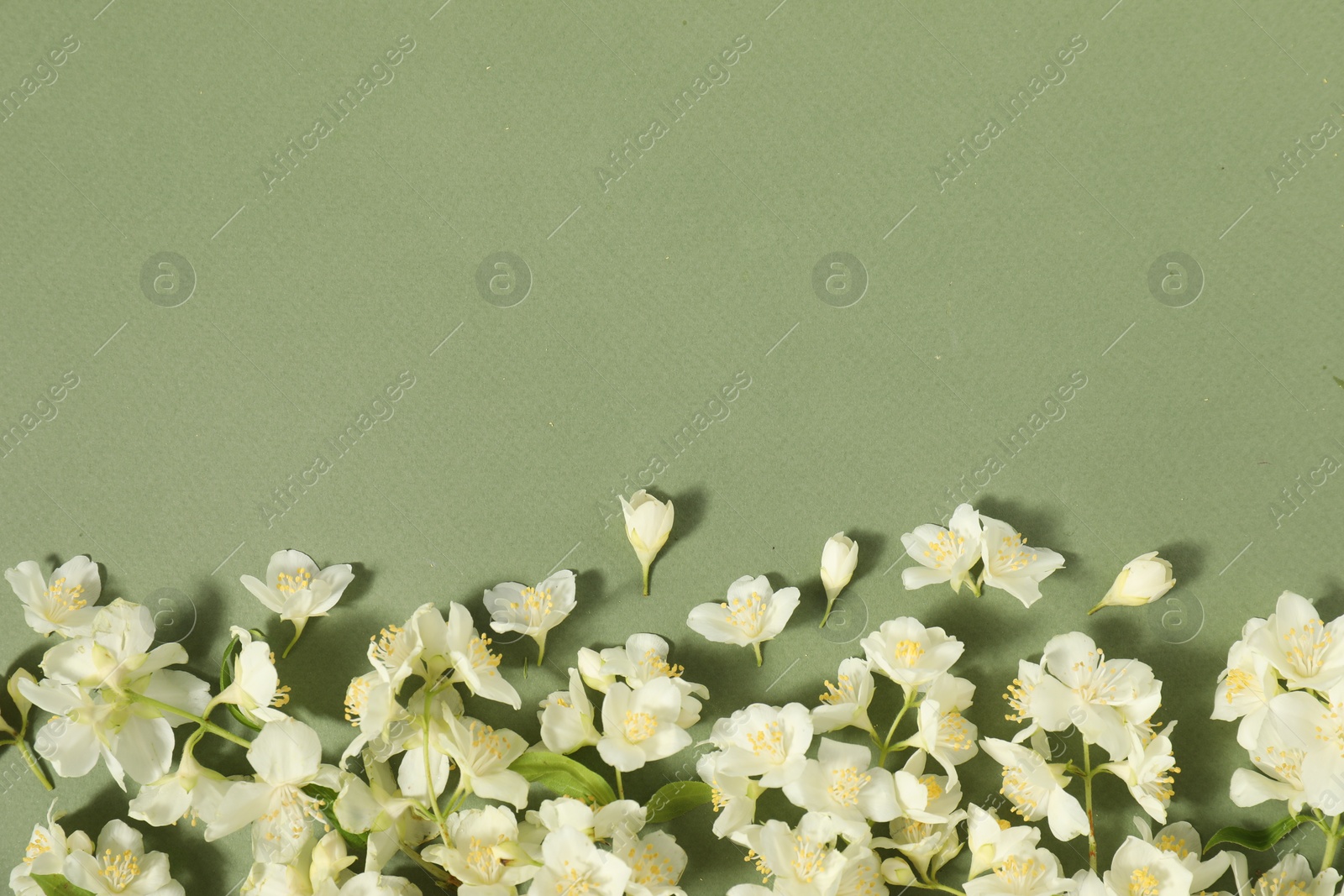 Photo of Beautiful jasmine flowers on pale green background, flat lay. Space for text