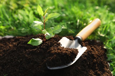 Seedling growing in fresh soil and trowel outdoors, closeup. Planting tree