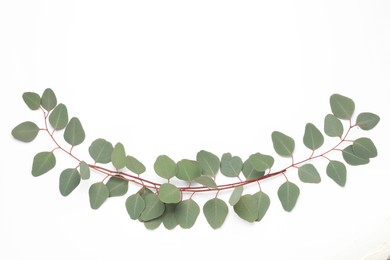 Photo of Eucalyptus branches with fresh leaves on white background, top view