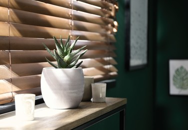 Potted succulent plant on wooden table near window indoors, space for text