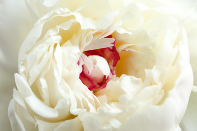 Photo of Closeup view of beautiful white peony flower