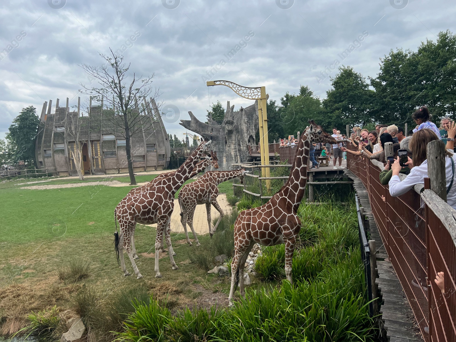 Photo of Rotterdam, Netherlands - August 27, 2022: Group of beautiful giraffes in zoo enclosure