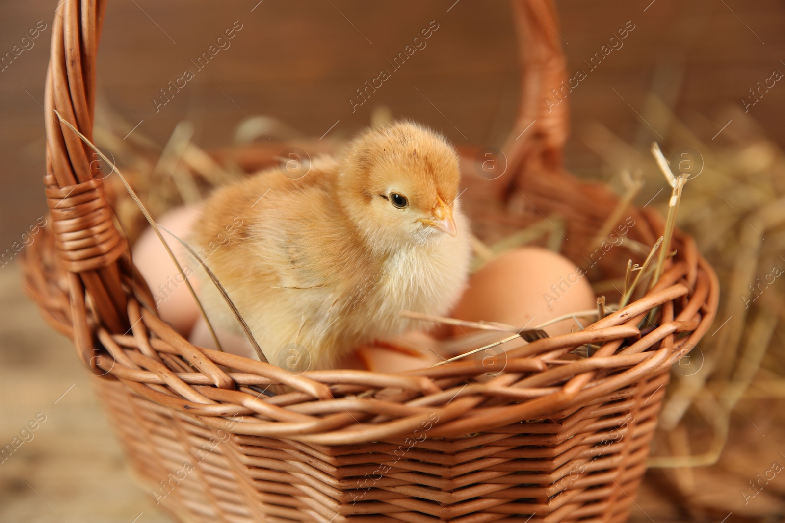 Photo of Cute chick and wicker basket on blurred background. Baby animal