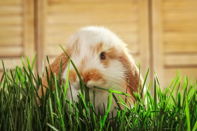 Photo of Adorable bunny in grass against blurred background