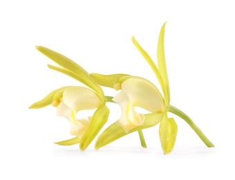 Photo of Yellow vanilla orchid flowers isolated on white