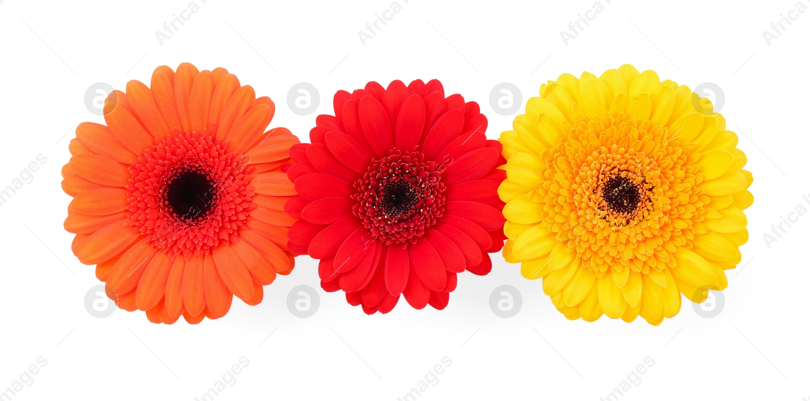 Photo of Beautiful colorful gerbera flowers isolated on white, top view