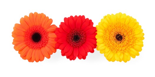 Photo of Beautiful colorful gerbera flowers isolated on white, top view