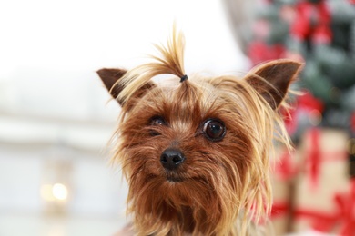 Photo of Adorable Yorkshire terrier on blurred background. Happy dog