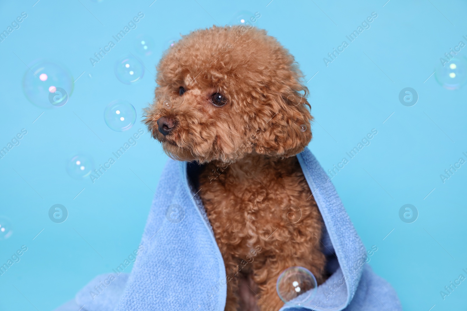 Photo of Cute Maltipoo dog wrapped in towel and soap bubbles on light blue background. Pet hygiene