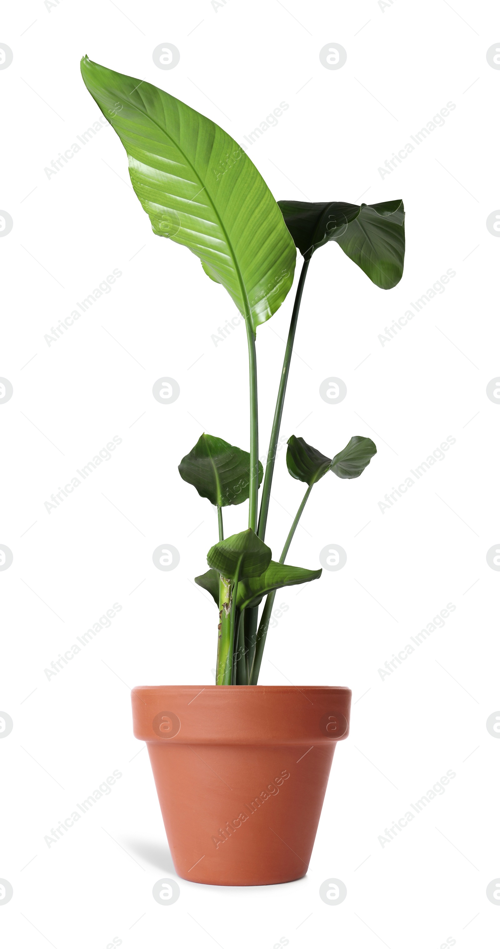 Image of Beautiful houseplant in terracotta pot isolated on white