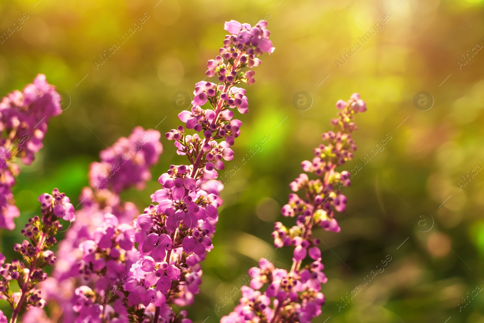 Photo of Heather shrub with beautiful blooming flowers outdoors on sunny day, closeup