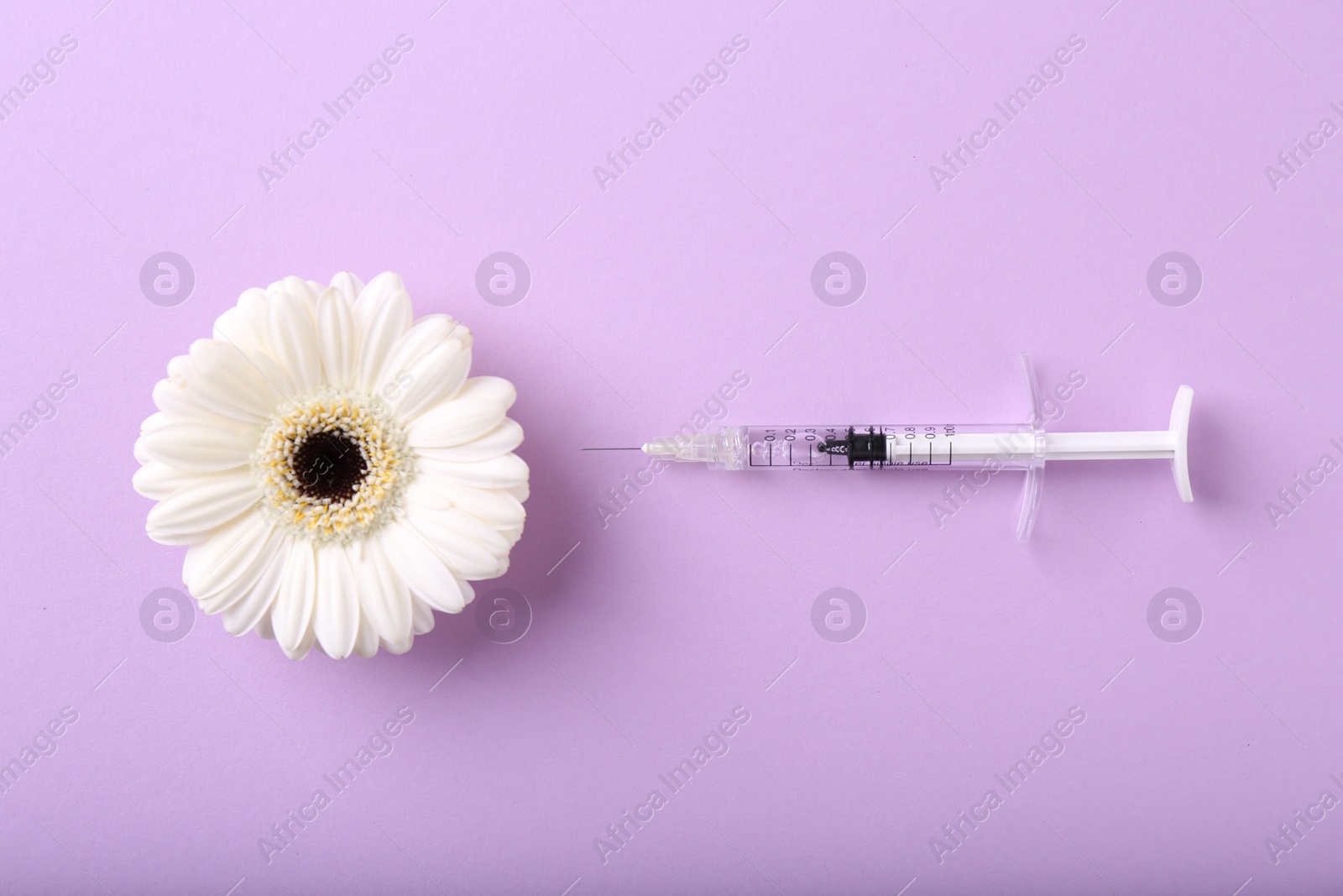 Photo of Cosmetology. Medical syringe and gerbera flower on violet background, flat lay