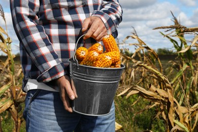 Photo of Man holding bucket with delicious ripe corn cobs in field, closeup