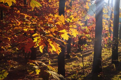 Photo of Picturesque view of forest with trees on sunny day. Autumn season