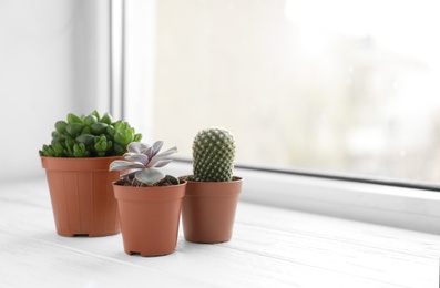 Photo of Beautiful succulent plants in pots on white wooden windowsill indoors, space for text. Home decor