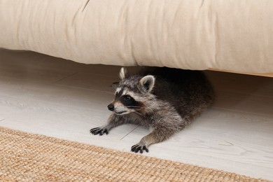 Cute funny raccoon lying under sofa indoors